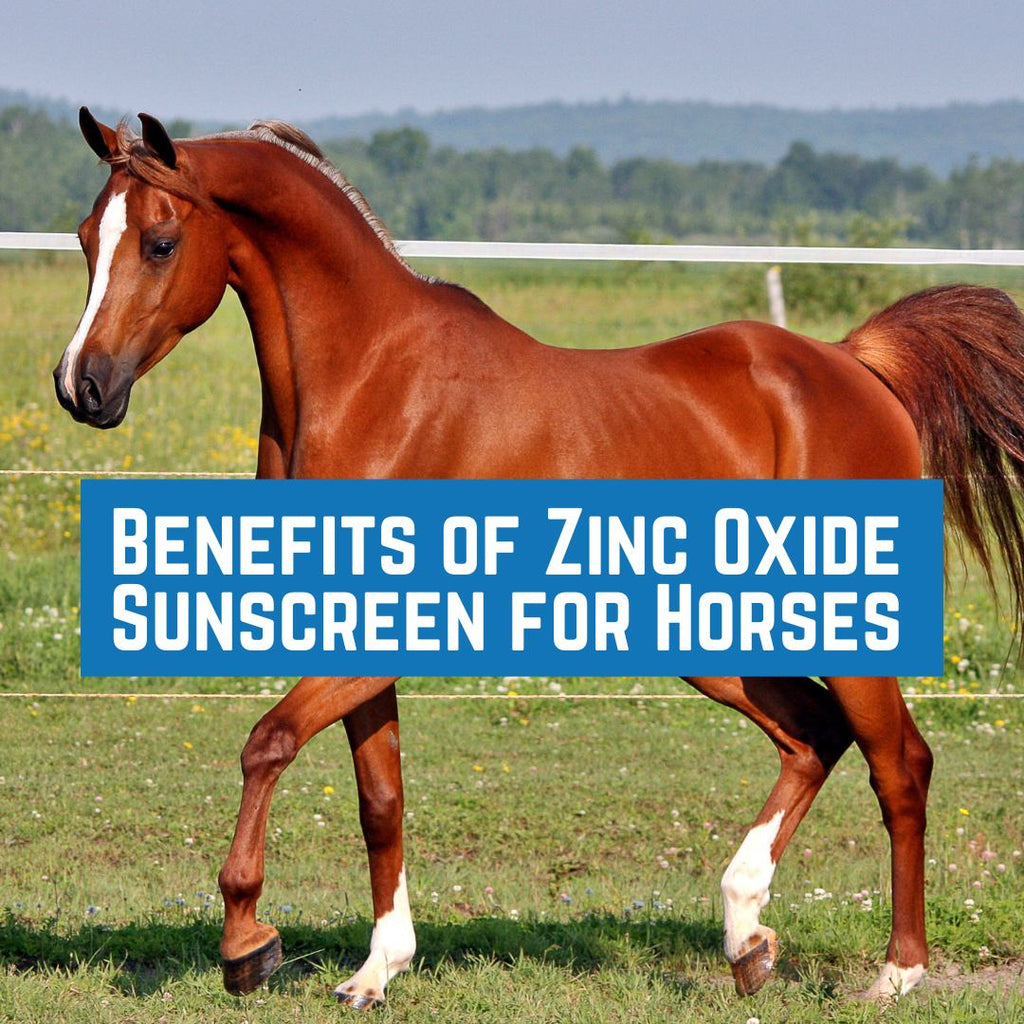 Benefits of Zinc Oxide Sunscreen for Horses